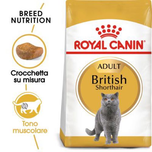 FBN BRITISH SHORTHAIR Kg 2