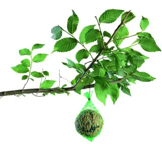 PALLA DI GRASSO gr 80