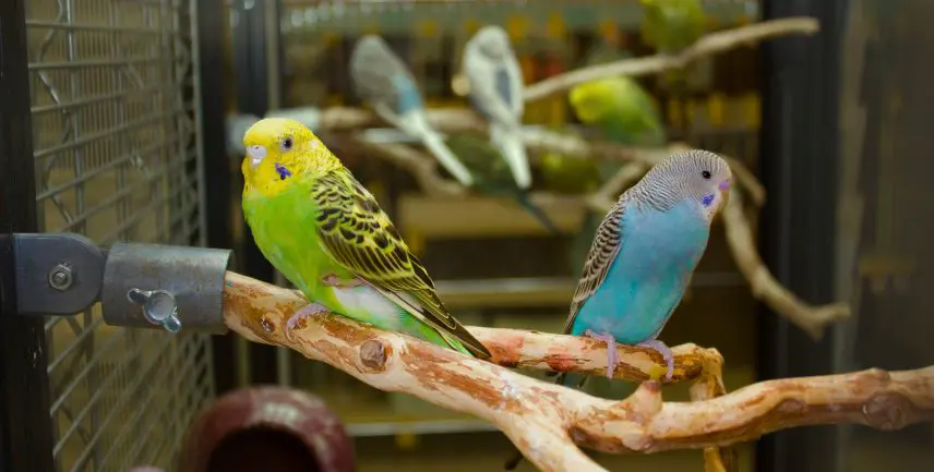 Ogni volatile la sua casa: come scegliere la gabbia perfetta