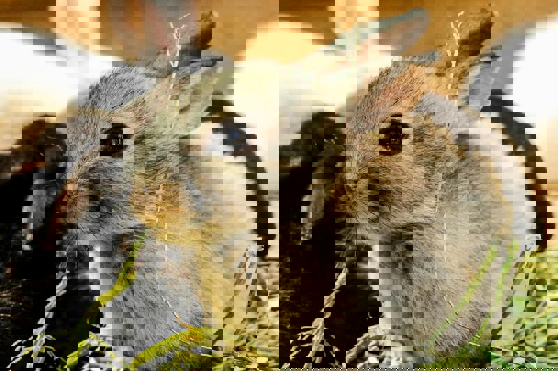 Tutto ciò che devi sapere per prenderti cura del tuo coniglio