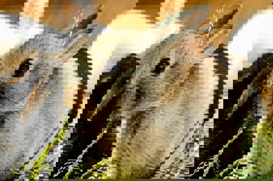 Tutto ciò che devi sapere per prenderti cura del tuo coniglio