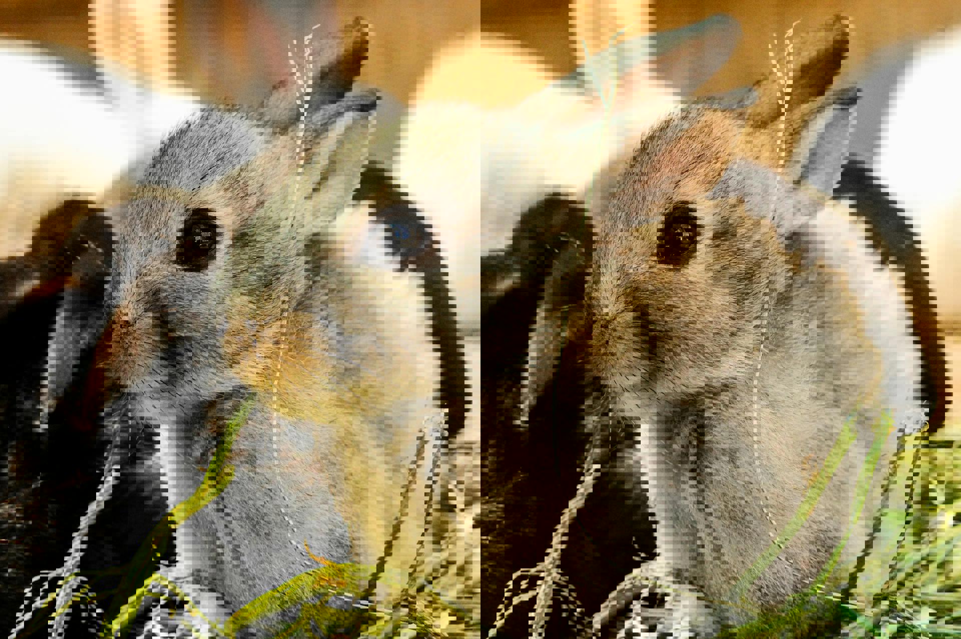 Tutto ciò che devi sapere per prenderti cura del tuo coniglio