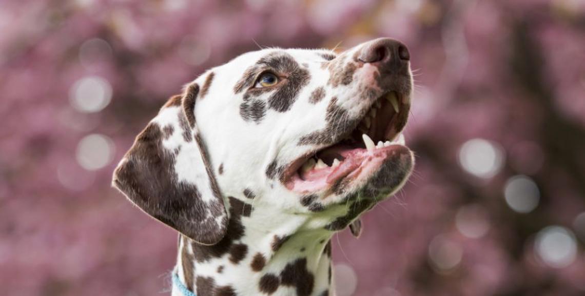 Tutto sul Dalmata: cura, educazione e vita quotidiana