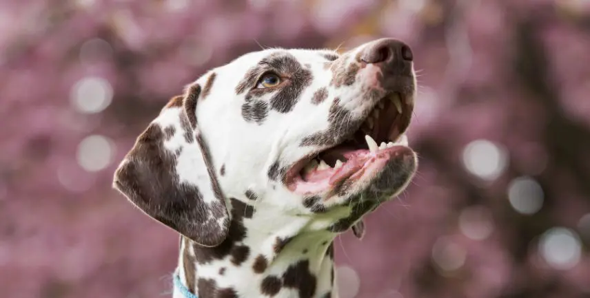 Tutto sul Dalmata: cura, educazione e vita quotidiana