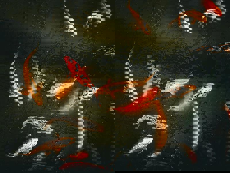 Come allevare la carpa Koi: tutto quello che devi sapere