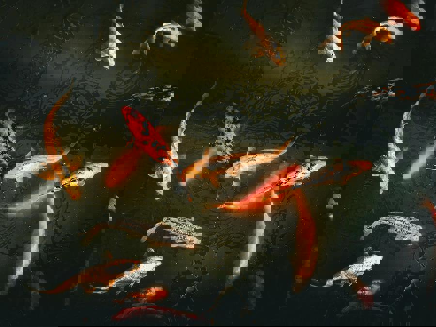 Come allevare la carpa Koi: tutto quello che devi sapere