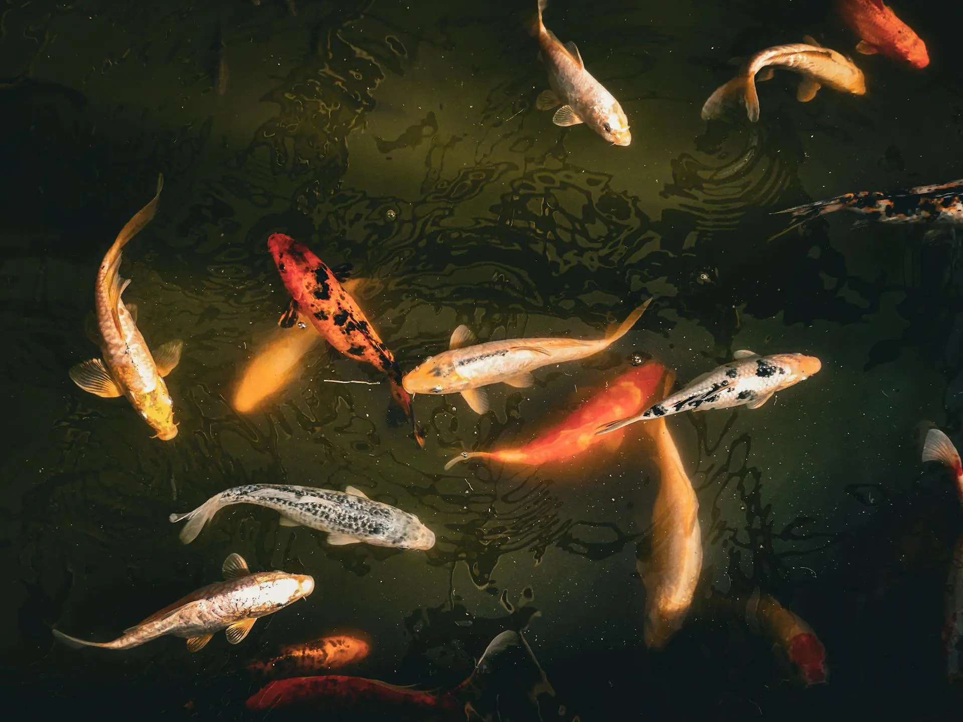 Come allevare la carpa Koi: tutto quello che devi sapere