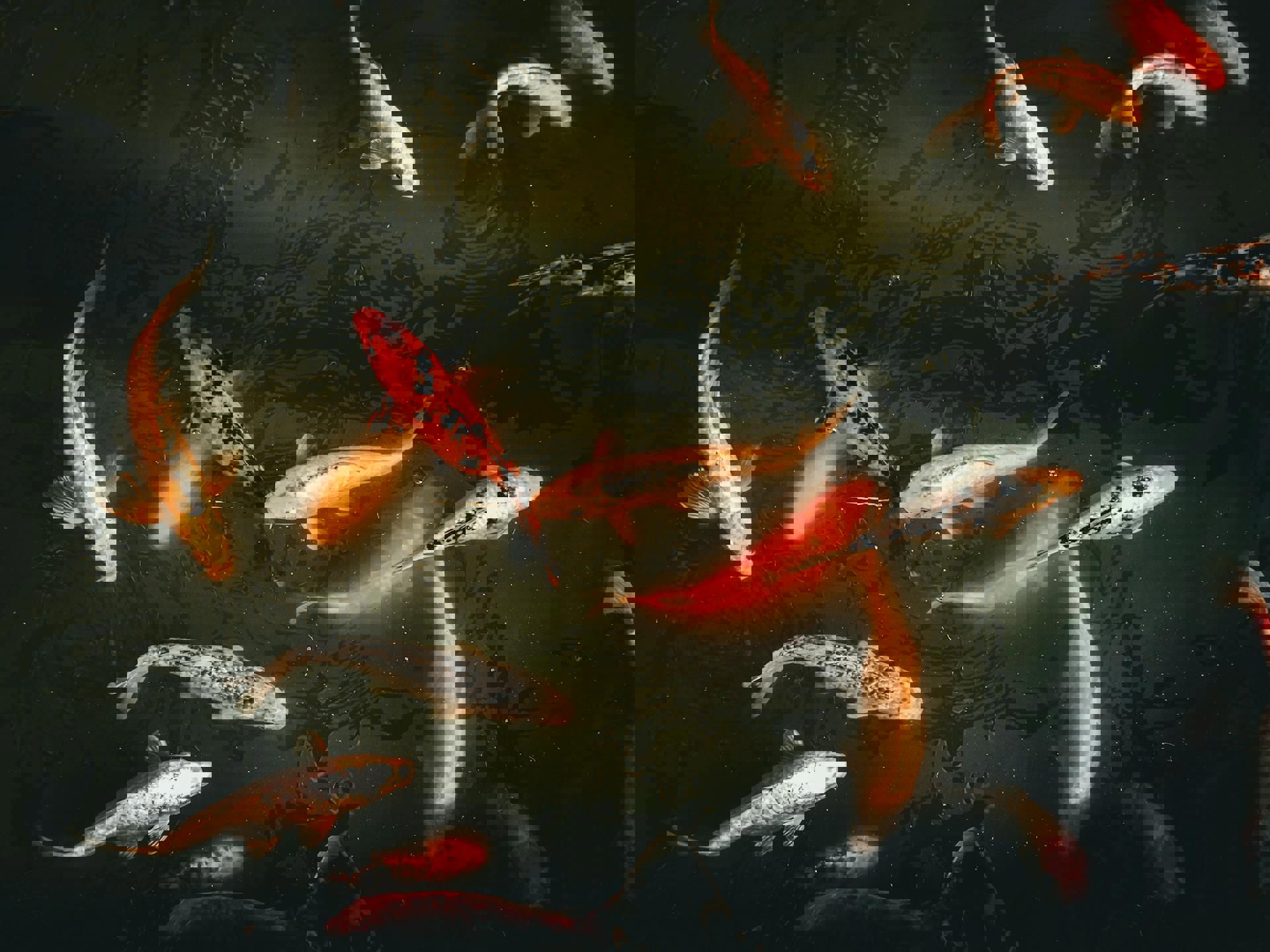 Come allevare la carpa Koi: tutto quello che devi sapere