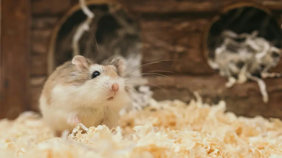 5 Consigli Essenziali per la Cura del tuo Criceto