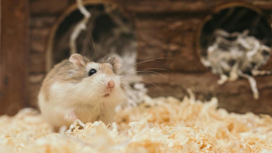 5 Consigli Essenziali per la Cura del tuo Criceto