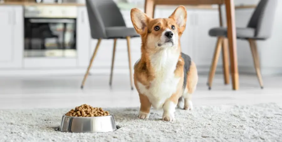 La Dieta Perfetta per Cani: Bilanciare Gusto e Nutrizione