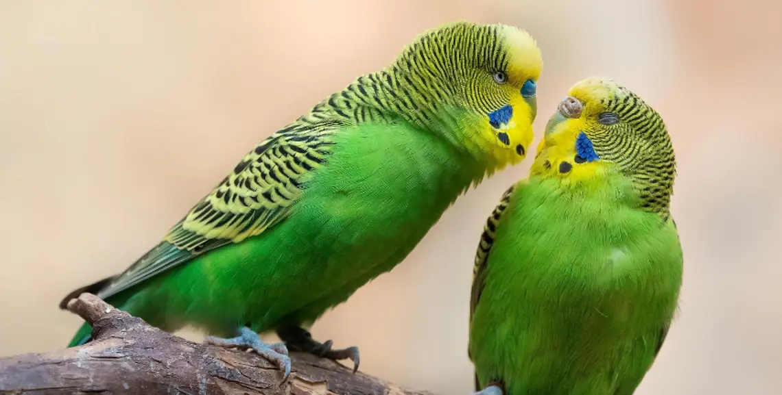 Perchè la cocorita si gratta?