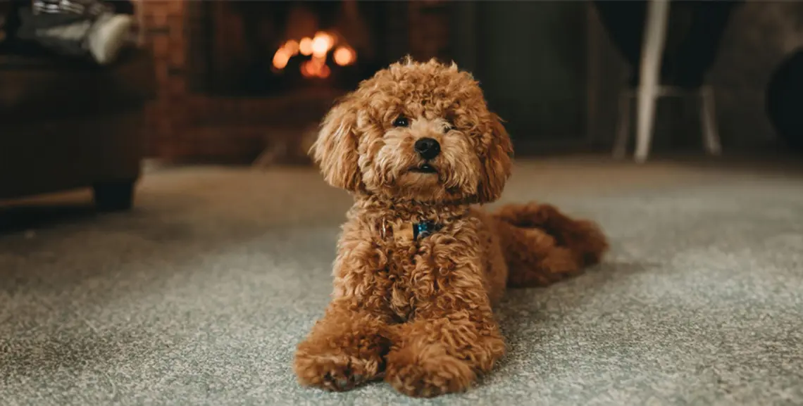 Barboncino: Tutto Ciò che Devi Sapere su Questa Razza