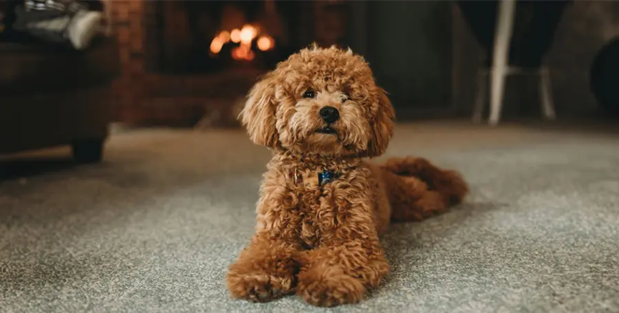 Barboncino: Tutto Ciò che Devi Sapere su Questa Razza