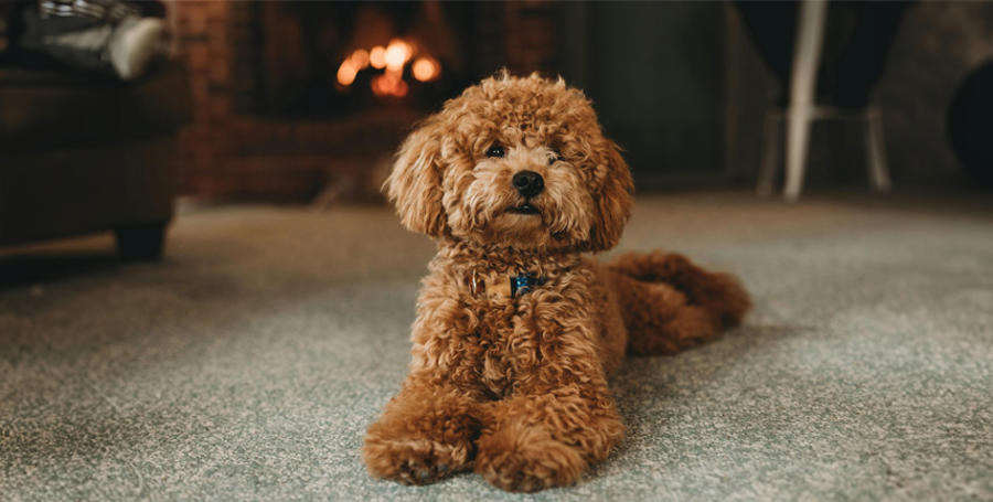 Barboncino: Tutto Ciò che Devi Sapere su Questa Razza