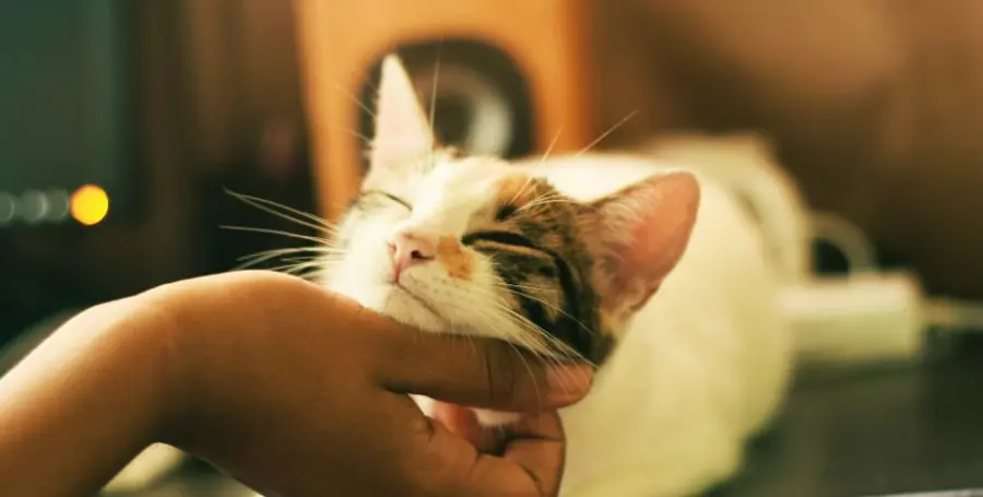 Il vocabolario segreto dei gatti: come il tuo micio ti parla con il corpo