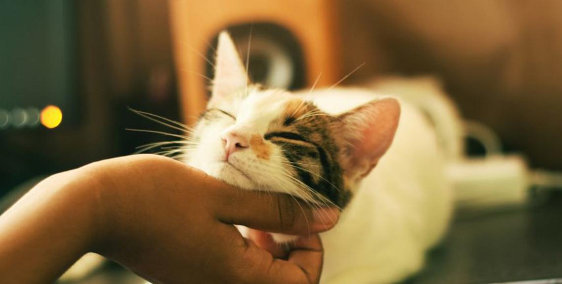 Il vocabolario segreto dei gatti: come il tuo micio ti parla con il corpo