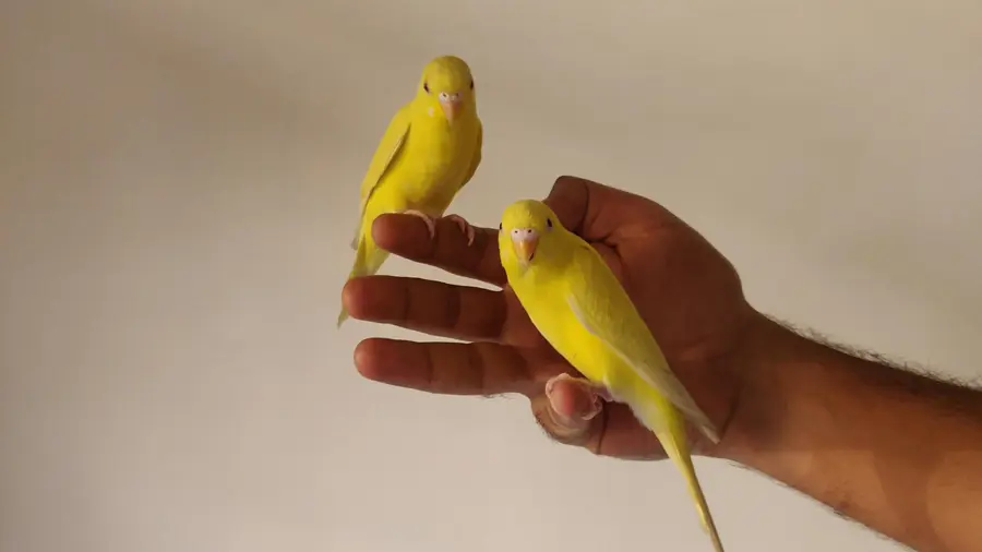 Cura dei Canarini: Consigli per Mantenerli Sani e Felici