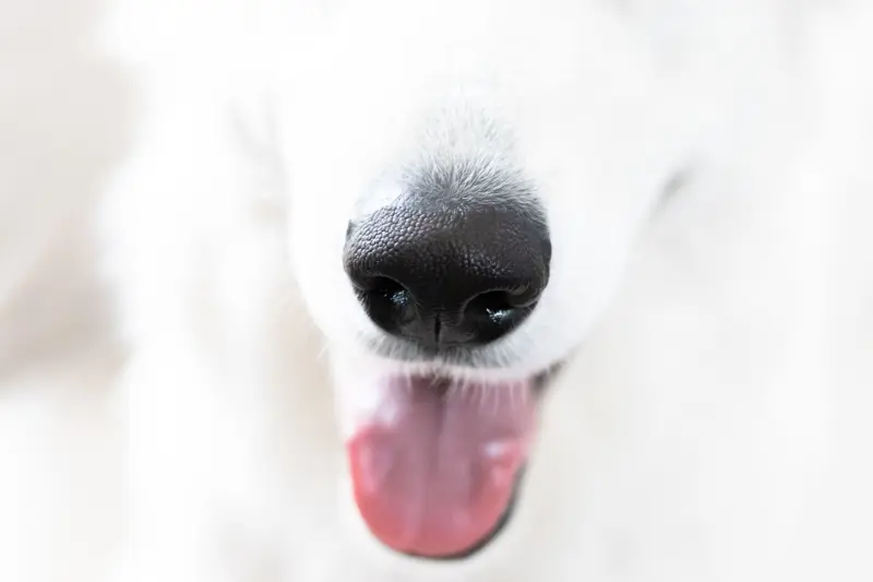 Perché i cani annusano sempre tutto? Scopri di più sulla comunicazione olfattiva