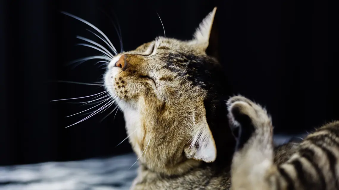 Zecche su Cani e Gatti: Identificarle, Rimuoverle e Proteggere i nostri Amici Pelosi