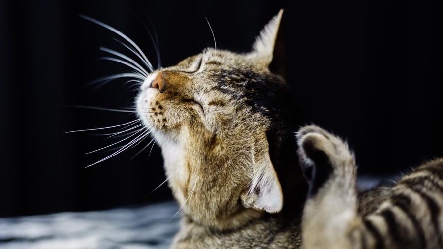 Zecche su Cani e Gatti: Identificarle, Rimuoverle e Proteggere i nostri Amici Pelosi