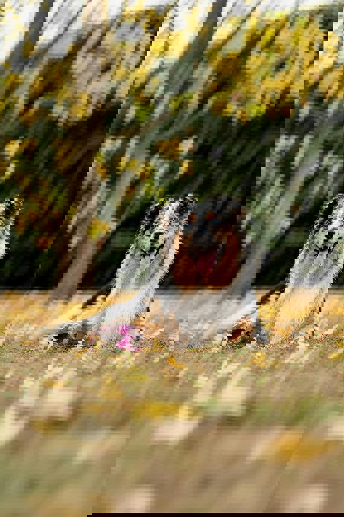 Tutto sul Pastore Australiano: caratteristiche, salute e consigli di cura