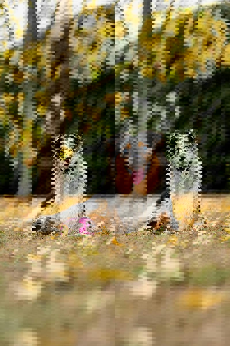 Tutto sul Pastore Australiano: caratteristiche, salute e consigli di cura