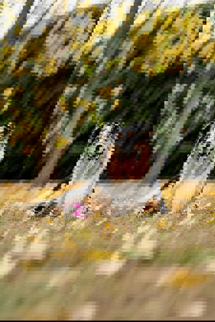 Tutto sul Pastore Australiano: caratteristiche, salute e consigli di cura