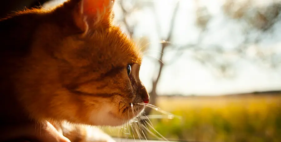 Vacanze con il Gatto: Tutto quello che Devi Sapere per una Partenza Perfetta