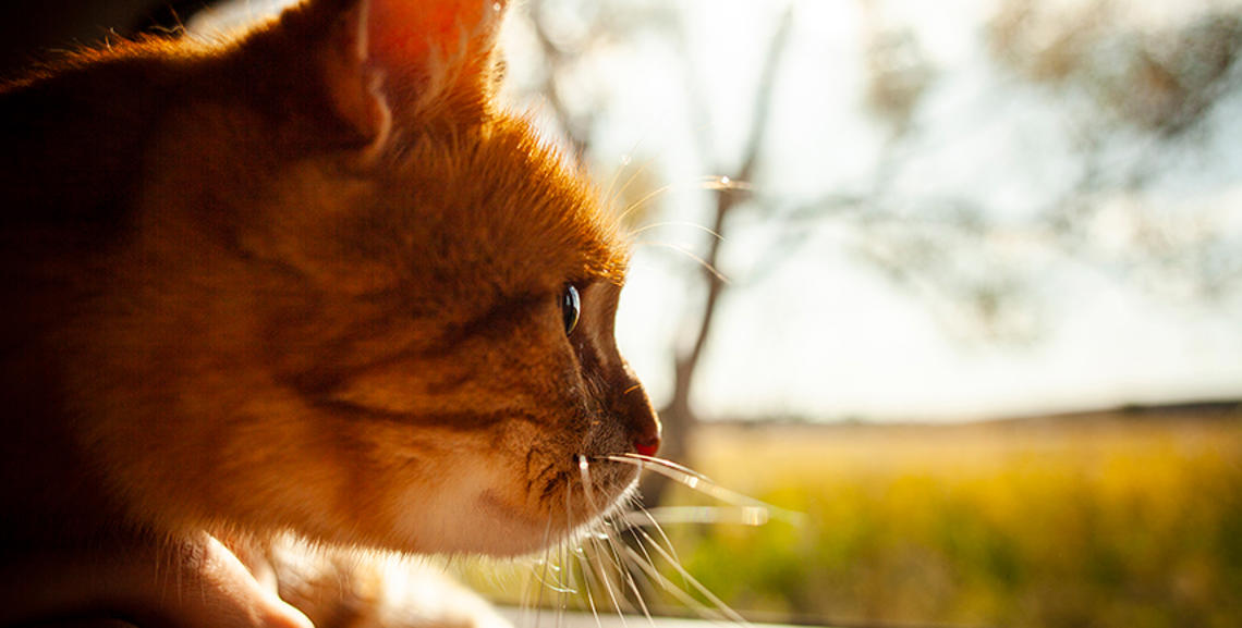 Vacanze con il Gatto: Tutto quello che Devi Sapere per una Partenza Perfetta