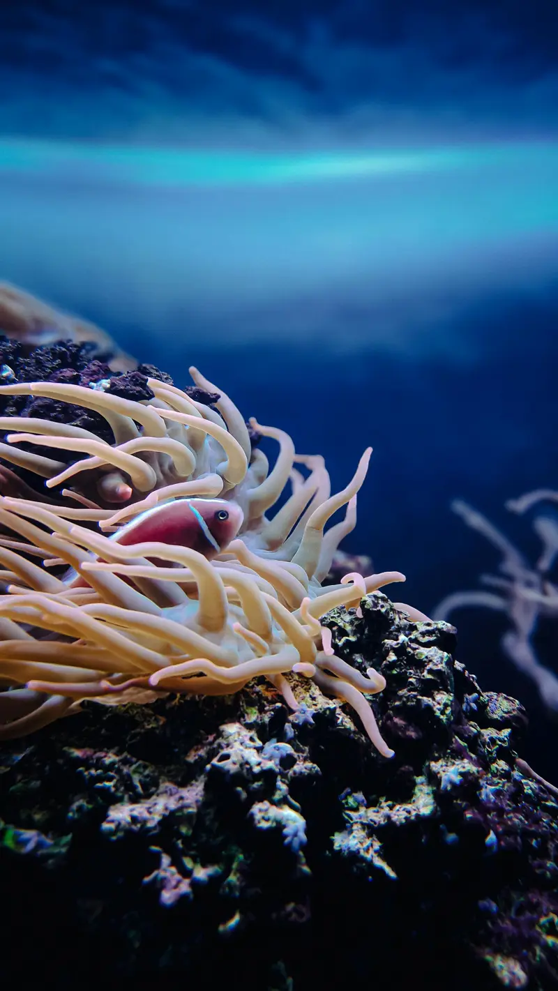 Anemoni: cosa sapere prima di metterli nel proprio acquario