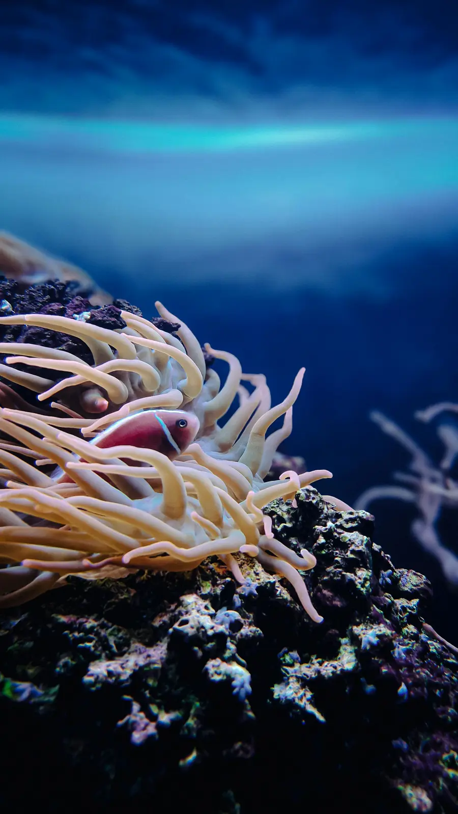 Anemoni: cosa sapere prima di metterli nel proprio acquario