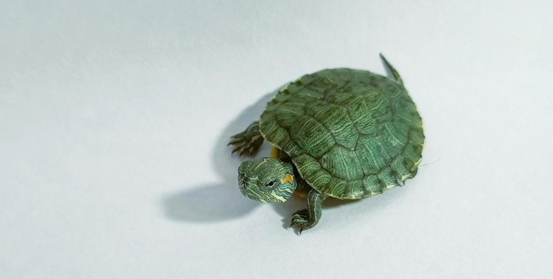 Le tartarughe riconoscono il padrone?