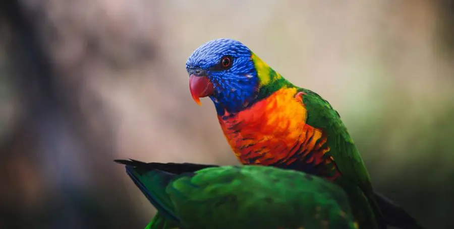 Perché i Pappagalli Ripetono le Nostre Parole?