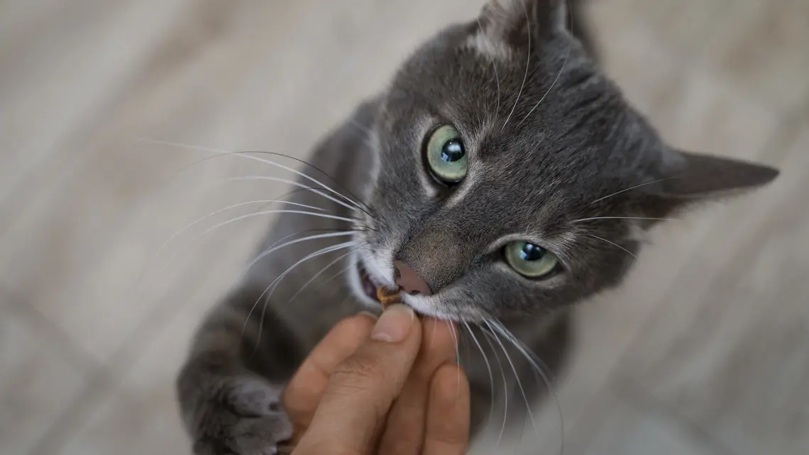 Quando il Gatto Non Torna: Tecniche Efficaci per Farlo Rientrare a Casa