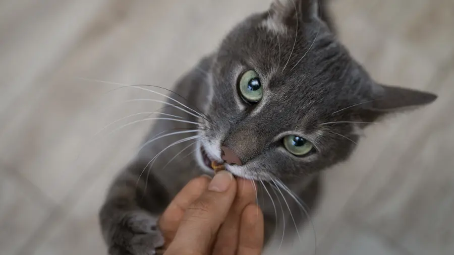 Quando il Gatto Non Torna: Tecniche Efficaci per Farlo Rientrare a Casa
