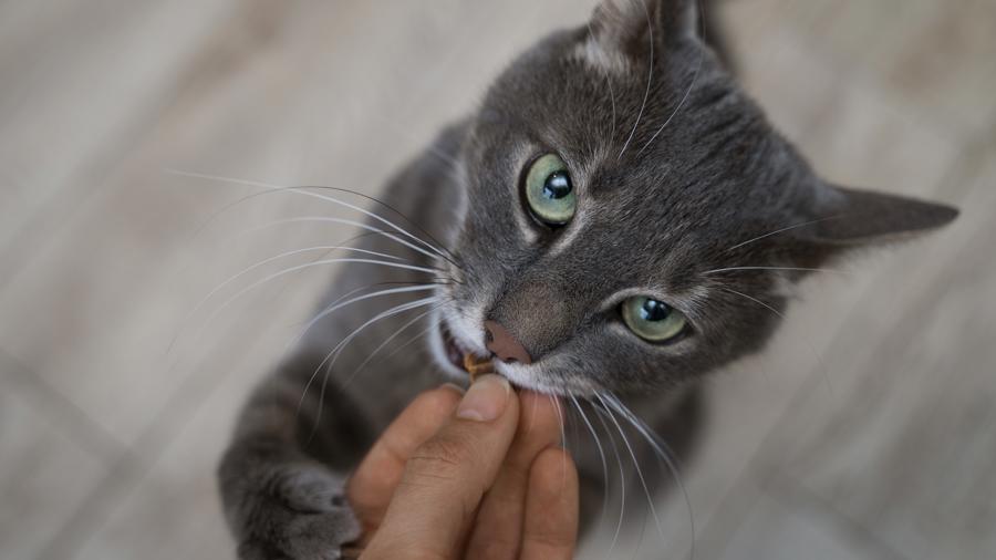 Quando il Gatto Non Torna: Tecniche Efficaci per Farlo Rientrare a Casa