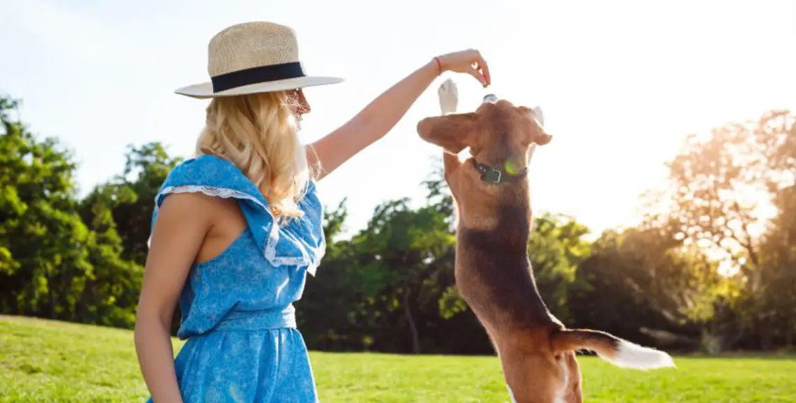 Cosa Posso Dare da Mangiare al Mio Cane in Estate?