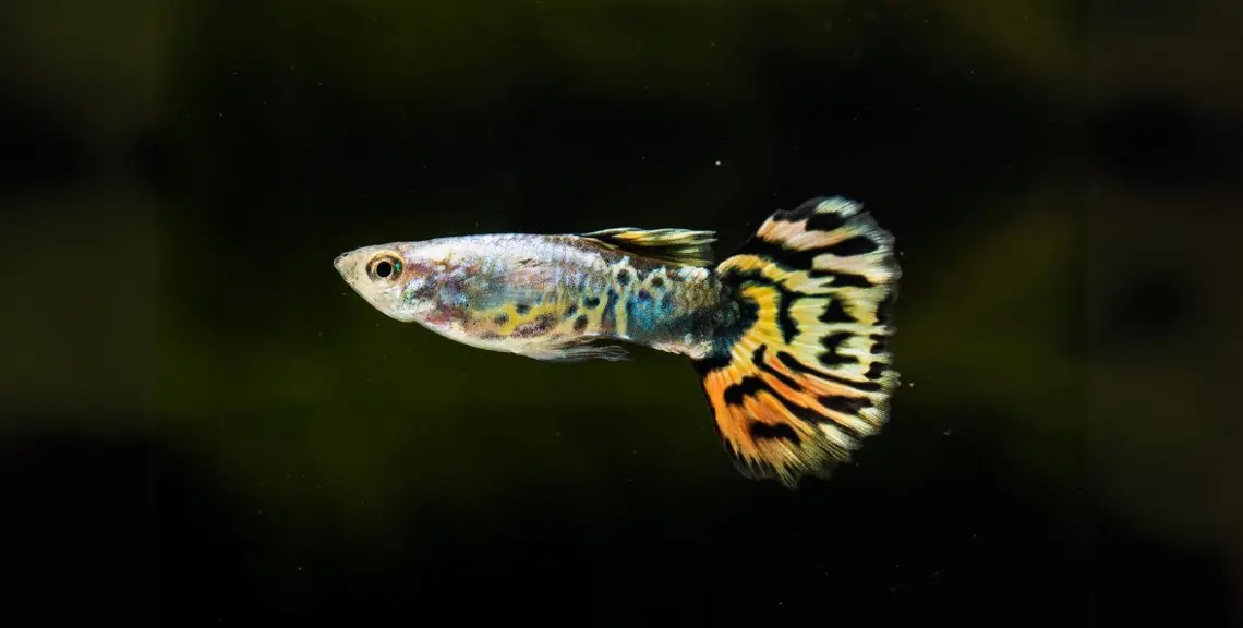 Come Prendersi Cura del Pesce Guppy