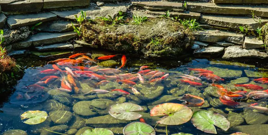 Laghetto da giardino e pesci ornamentali: guida alla convivenza perfetta