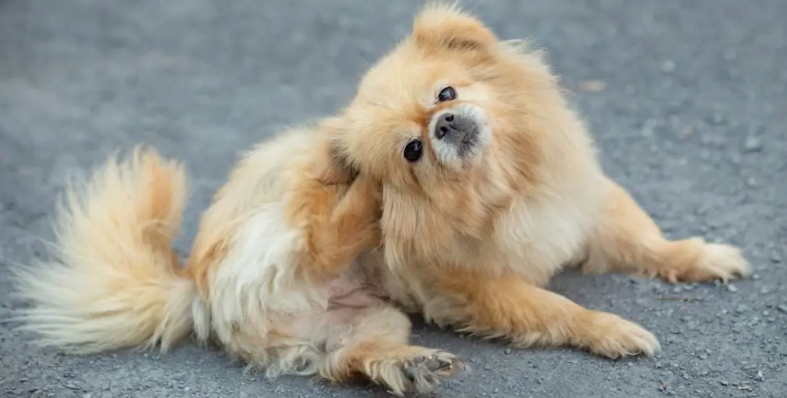 Intolleranze alimentari nei cani: come individuarle e prendersene cura