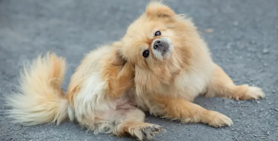 Intolleranze alimentari nei cani: come individuarle e prendersene cura