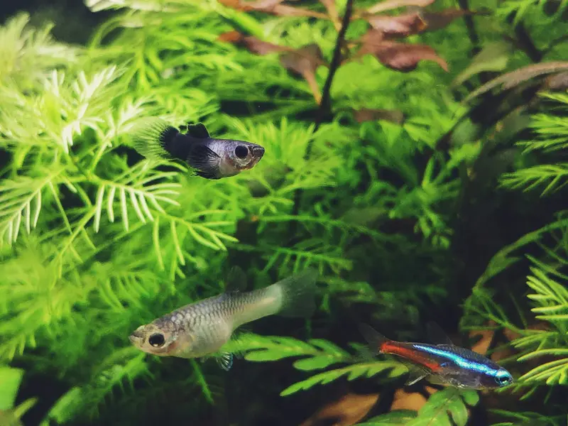 10 pesci d'acqua dolce facili da allevare in acquario
