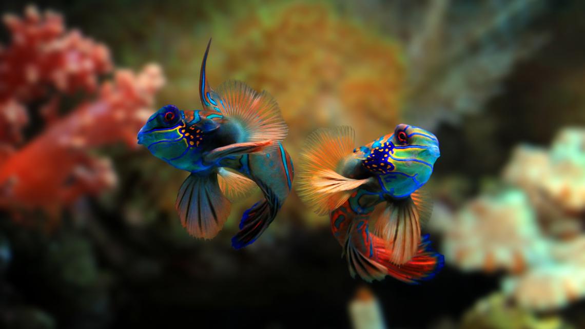 Il Mio Primo Acquario: Guida Essenziale per Principianti