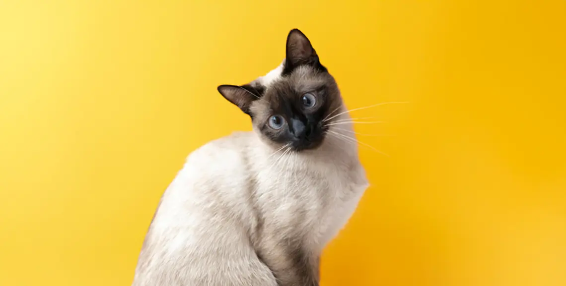 Il Gatto Siamese: Caratteristiche, Cura, Alimentazione