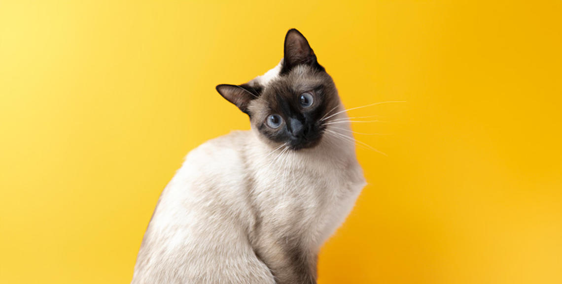 Il Gatto Siamese: Caratteristiche, Cura, Alimentazione