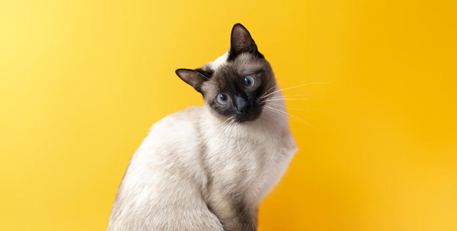 Il Gatto Siamese: Caratteristiche, Cura, Alimentazione