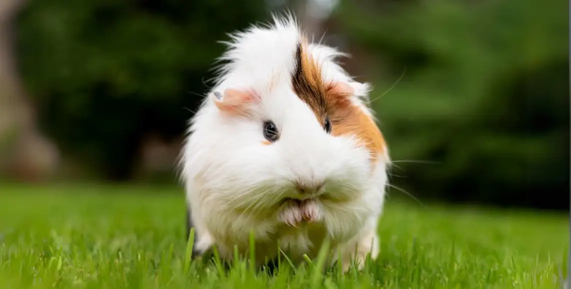 Guida Completa al Porcellino d'India: Alimentazione, Cura e Habitat