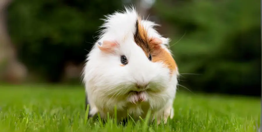 Guida Completa al Porcellino d'India: Alimentazione, Cura e Habitat