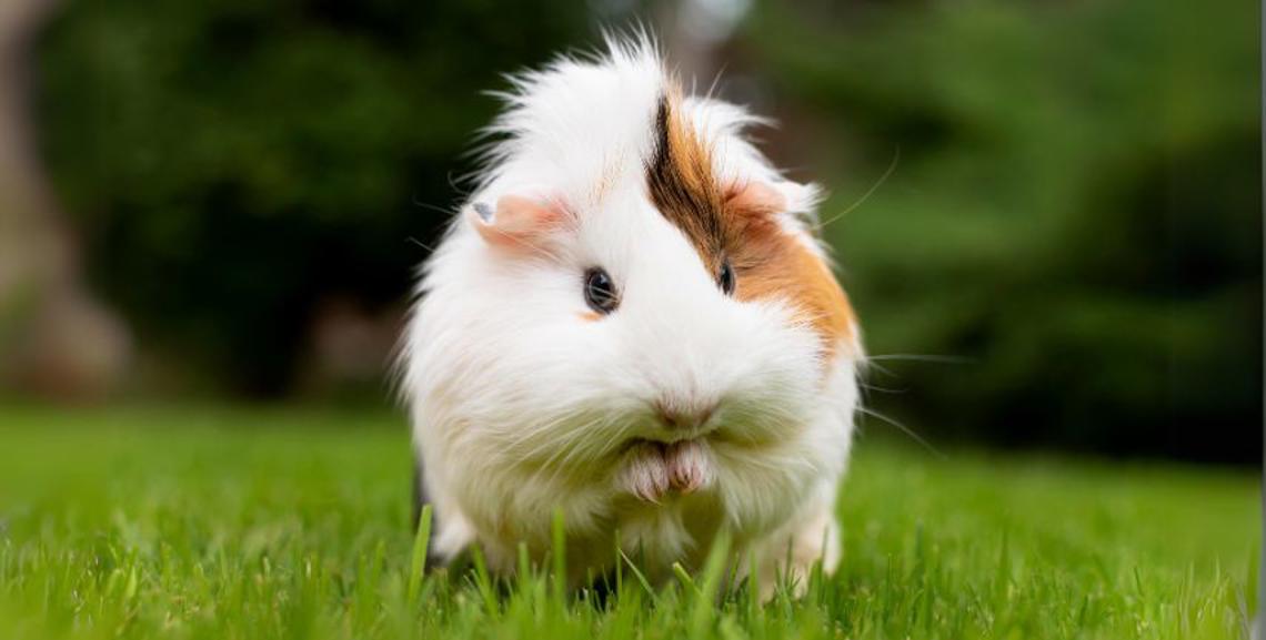 Guida Completa al Porcellino d'India: Alimentazione, Cura e Habitat